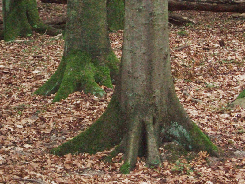 Stelzenbaum